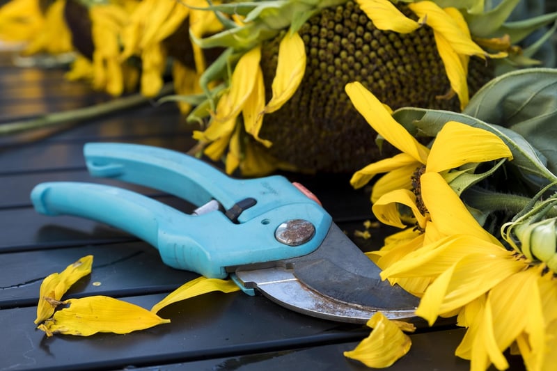 Pruning Scissors